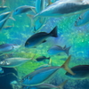 海きらら大水槽
