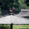 雉