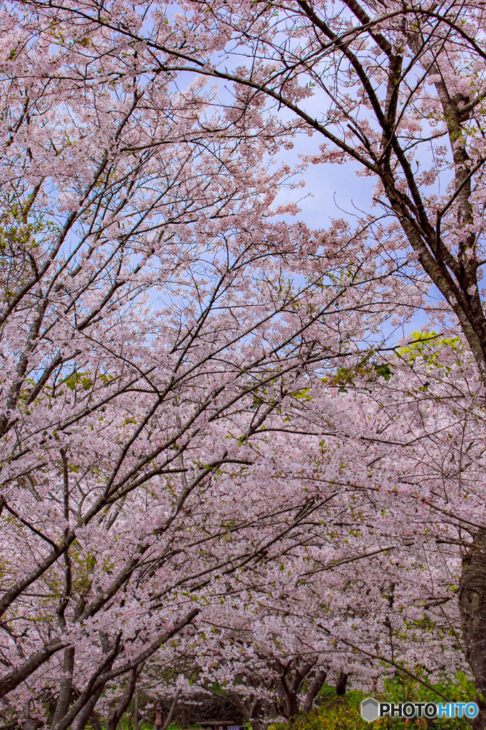桜のトンネル