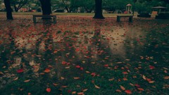 雨の公園