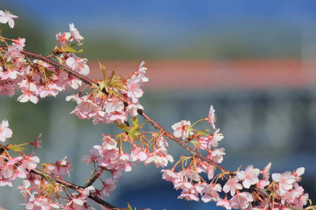 西海橋公園の桜