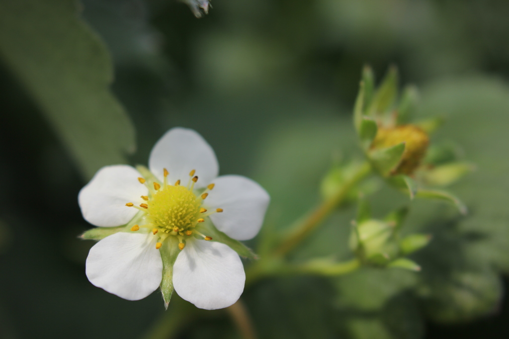 苺の花