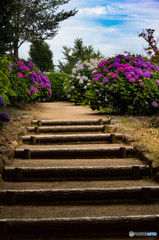 紫陽花園