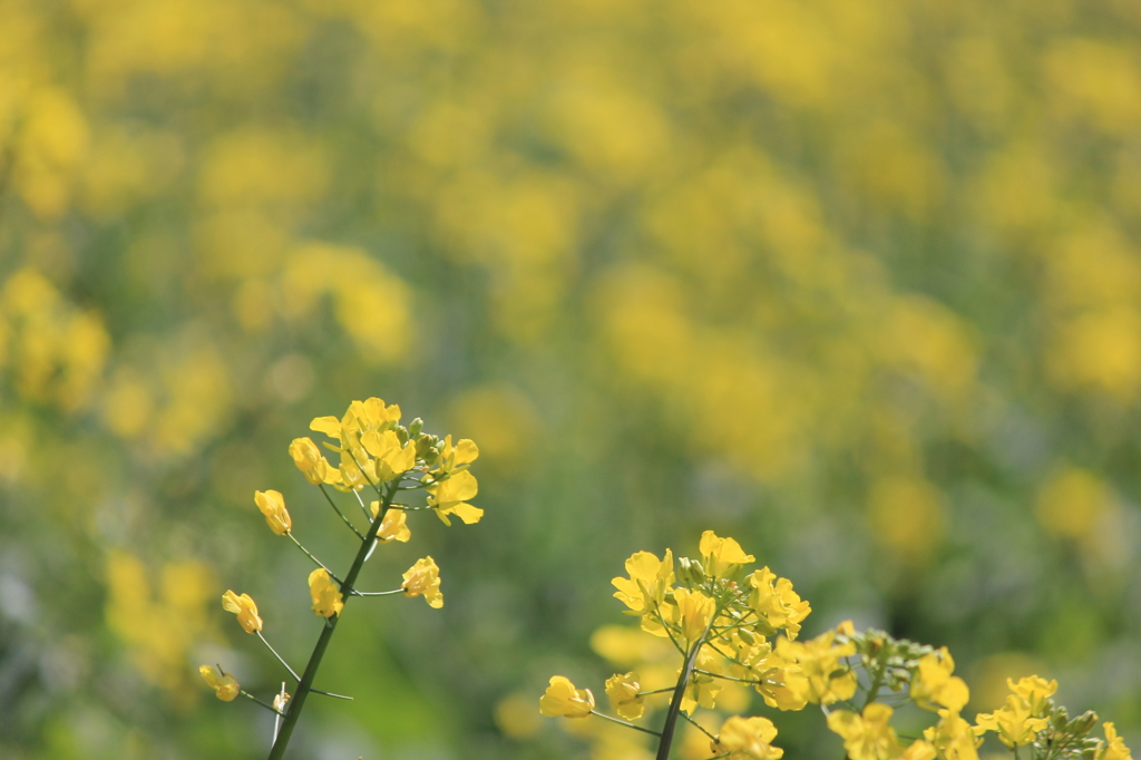 菜の花
