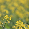 菜の花
