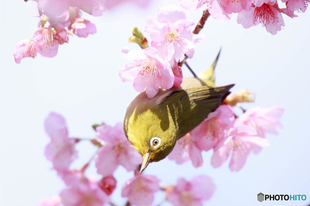 逆さ