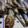 魚!!!