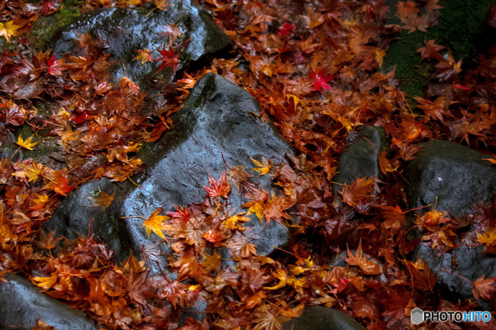 紅葉の流れ