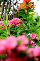 紫陽花と仲間たち
