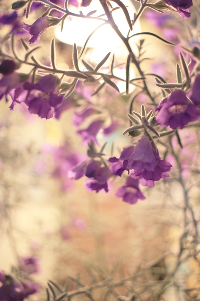 Eremophila nivea