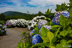 太陽の紫陽花