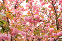 八重桜①