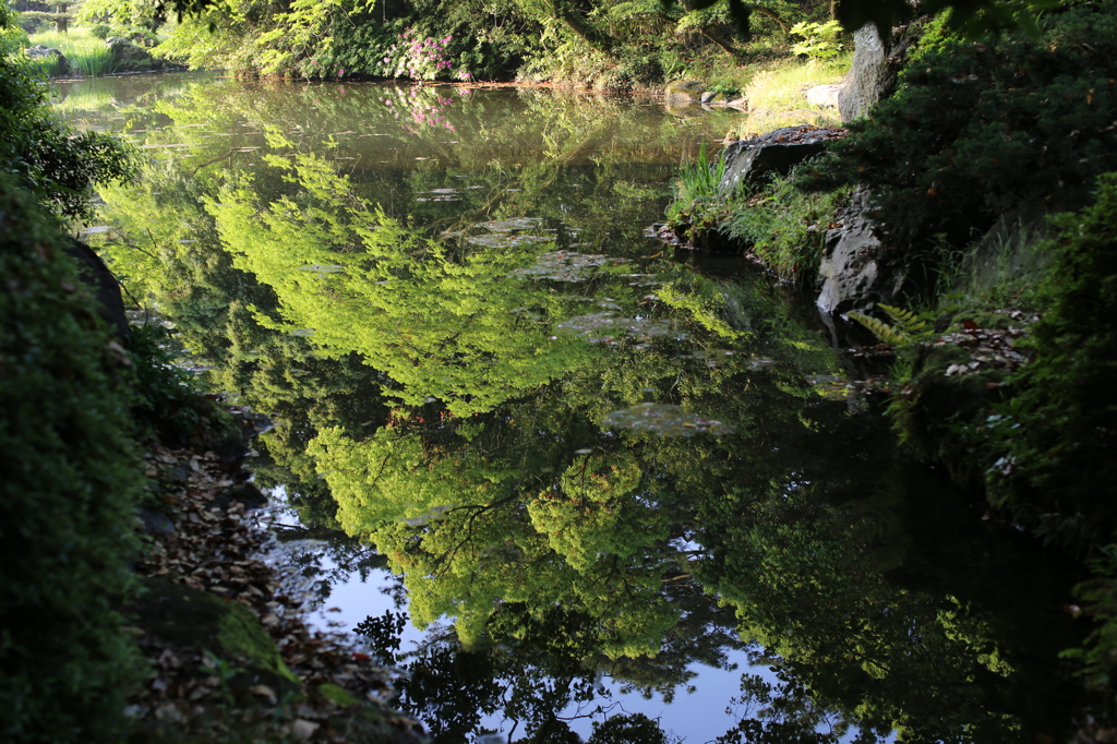 水面の新緑