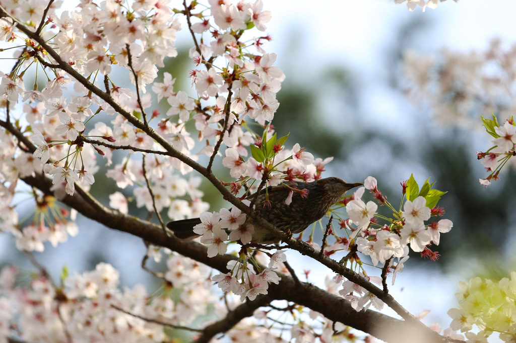 桜最高