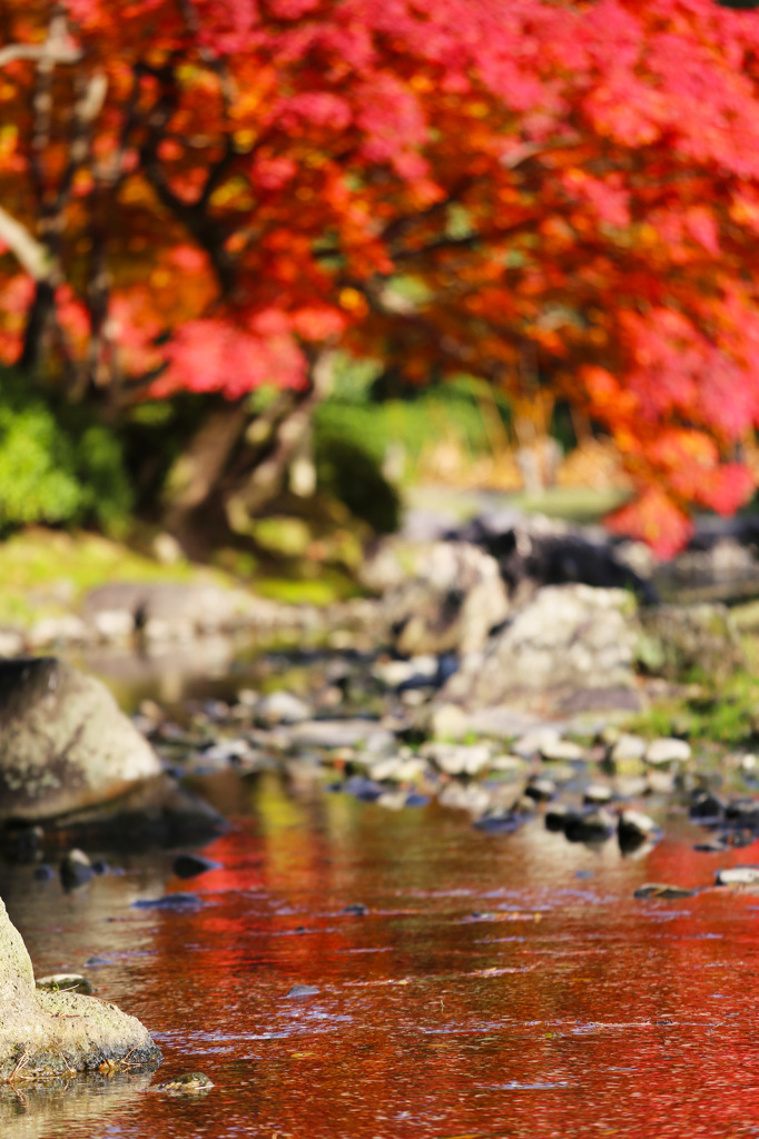 紅葉のトンネルに向かって