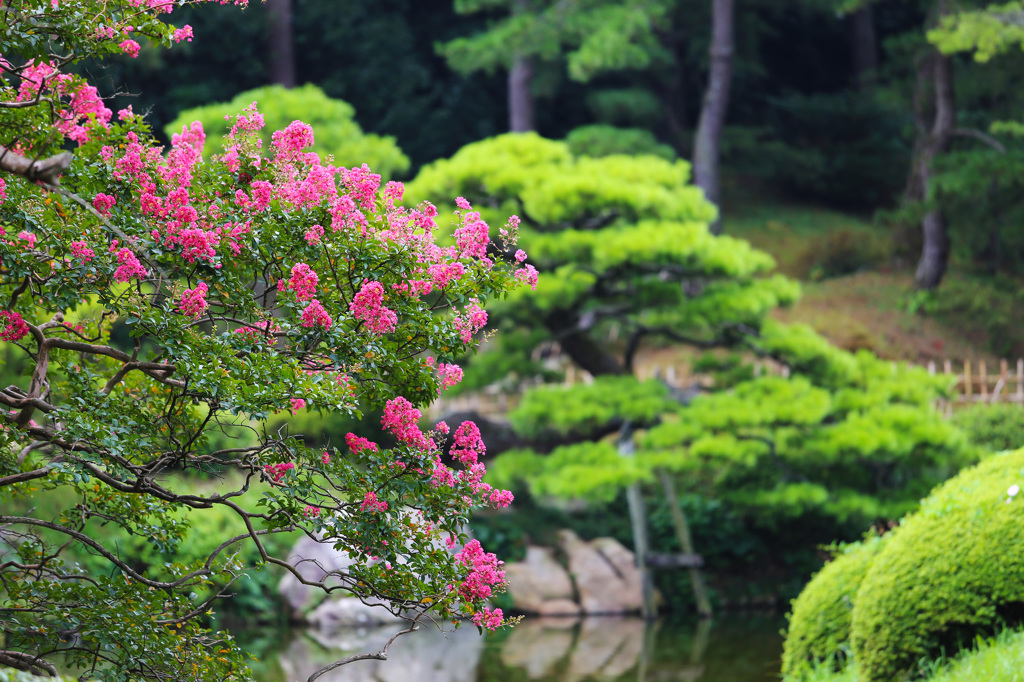 百日紅と松