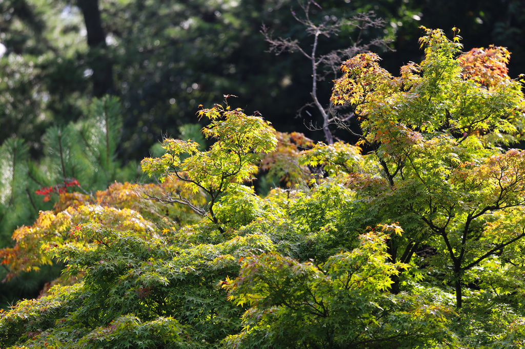 近づく紅葉