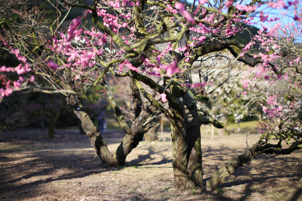 朝の梅林