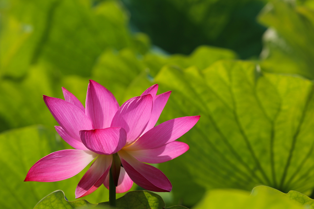 一番花