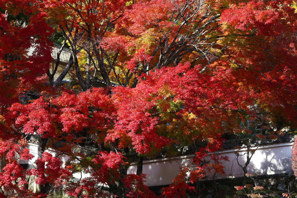 白壁に紅葉