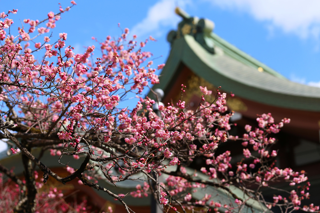 北野の天神さんの梅