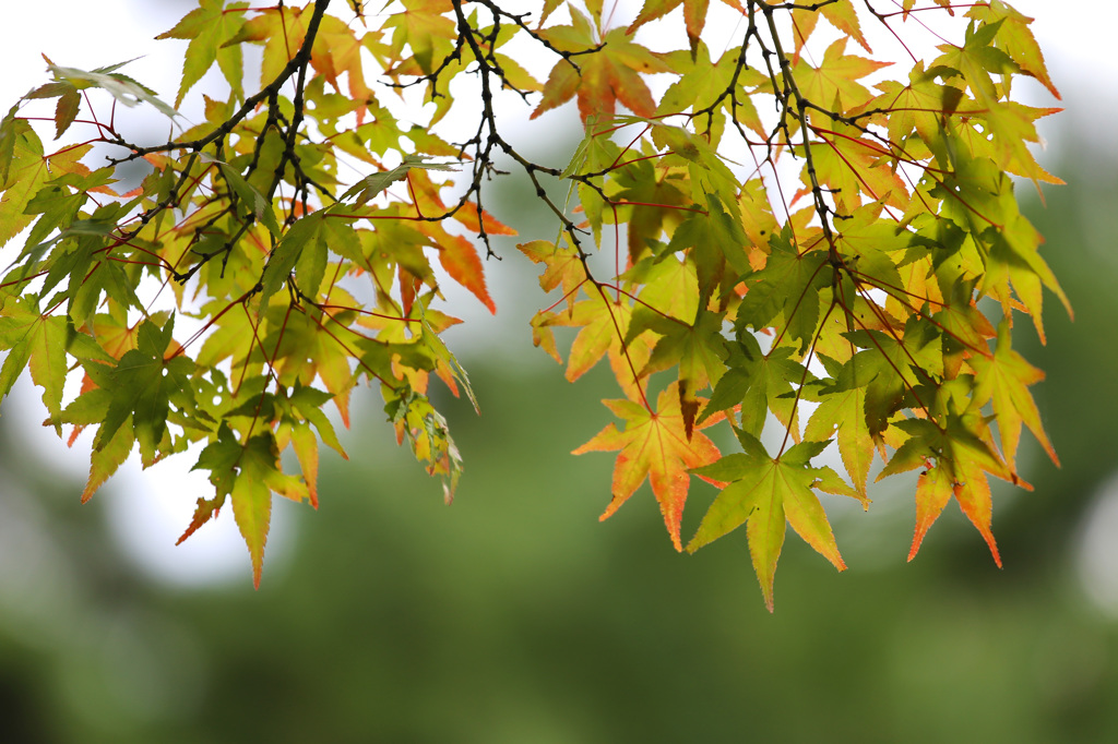 紅葉標準木