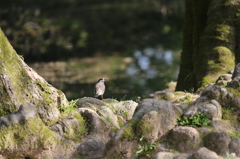 むくどり