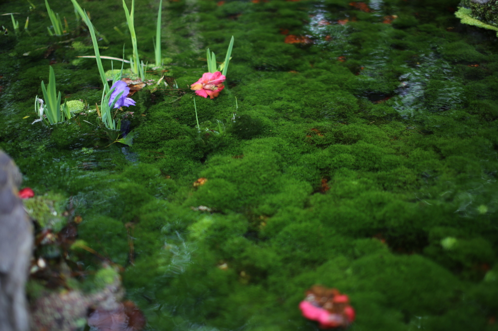 緑の水面