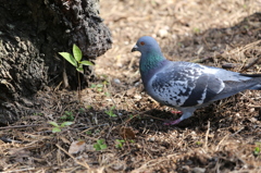 新芽にご挨拶