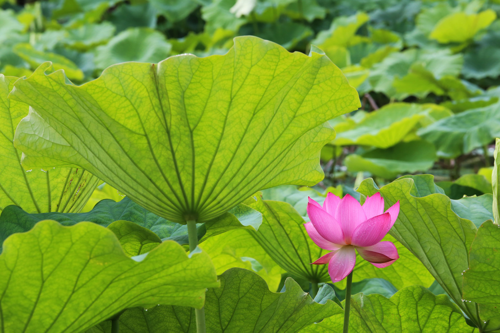 大きさ比べ