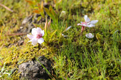 地面桜