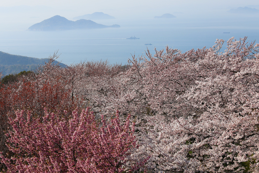 桜と瀬戸のしまなみ