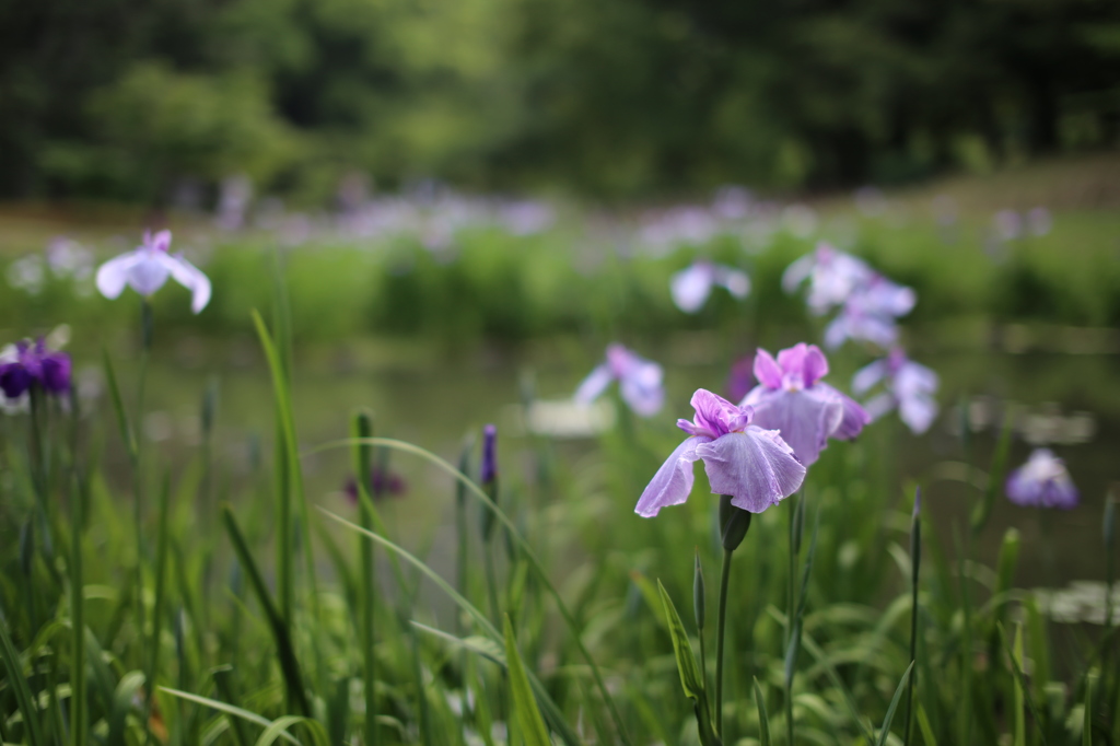 花菖蒲の軌跡