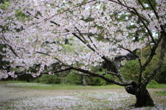 低い桜