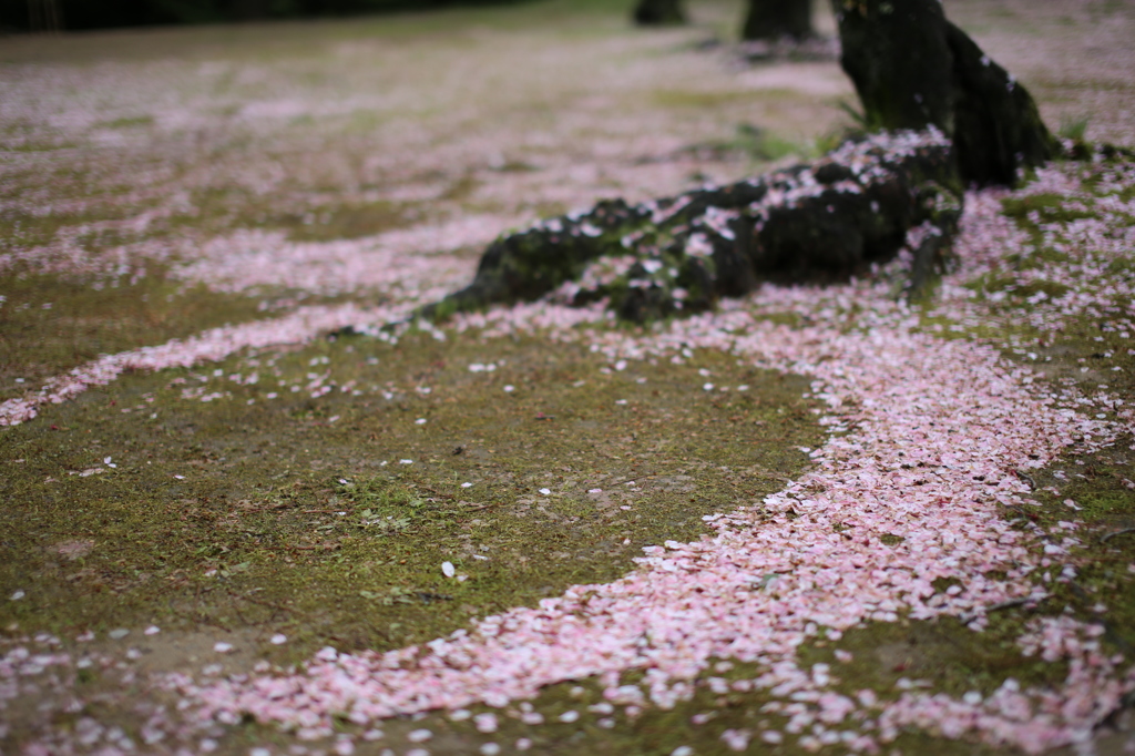桜の輪