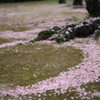 桜の輪