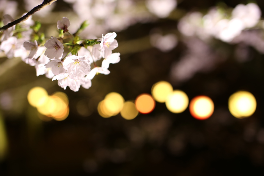 夜桜