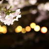 夜桜