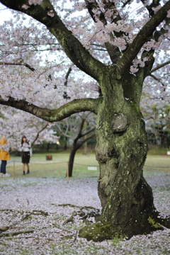 古木の桜