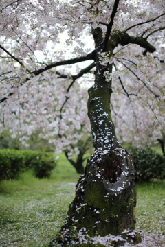 桜の吸入口