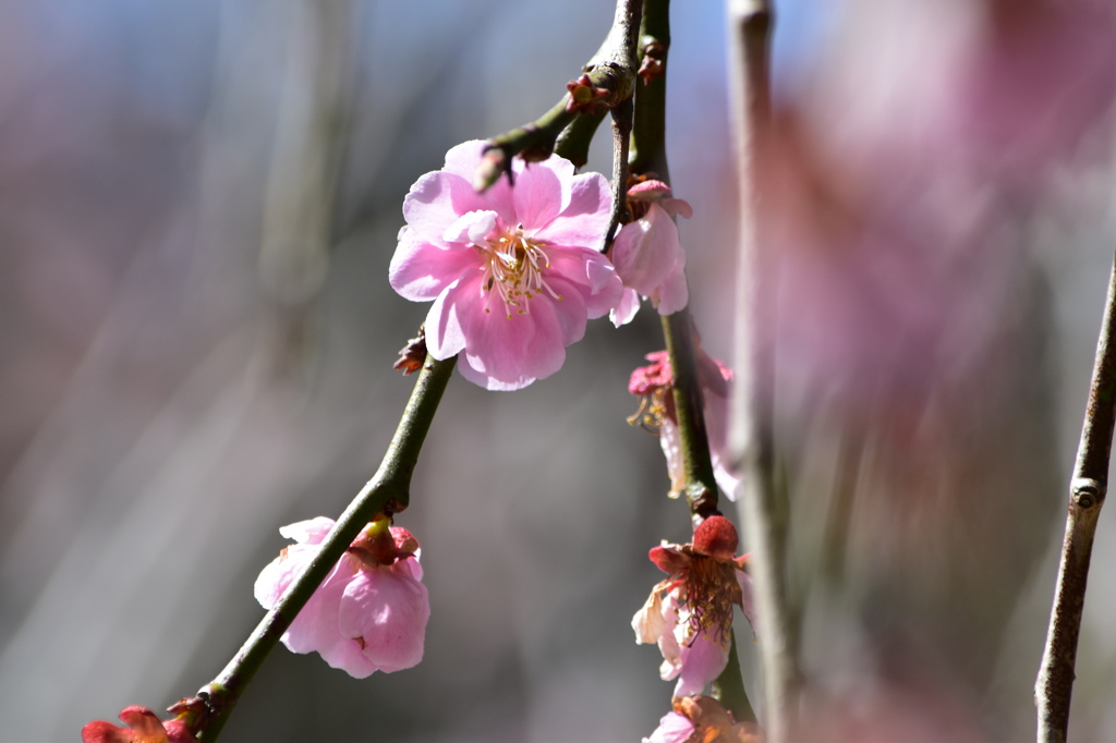 枝垂桜
