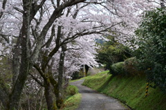 桜の下を静かに散歩(*^_^*)