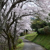 桜の下を静かに散歩(*^_^*)