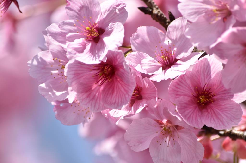 私の季節よ～　from桜