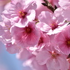 私の季節よ～　from桜
