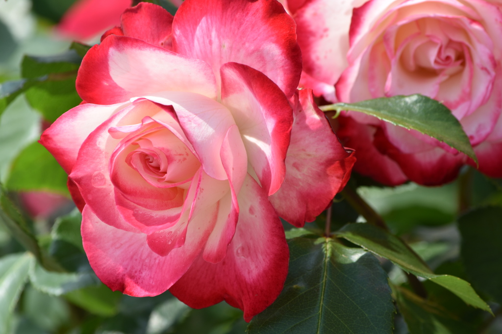 薔薇