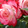 薔薇