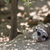 東武動物園にて5