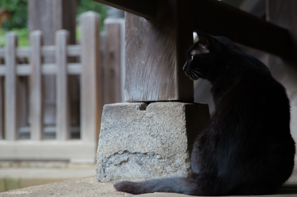 白山神社にて8 -雨宿り-