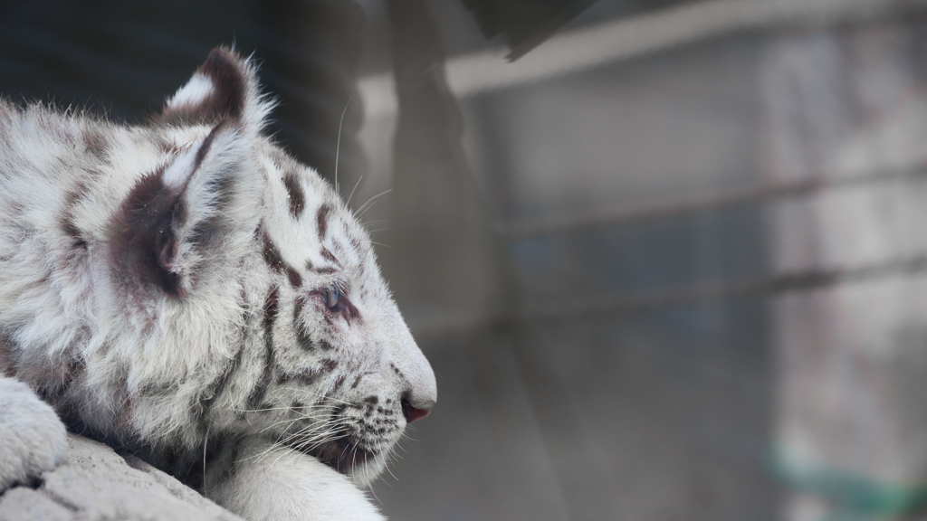 東武動物園にて4